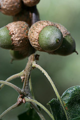 acorns!!